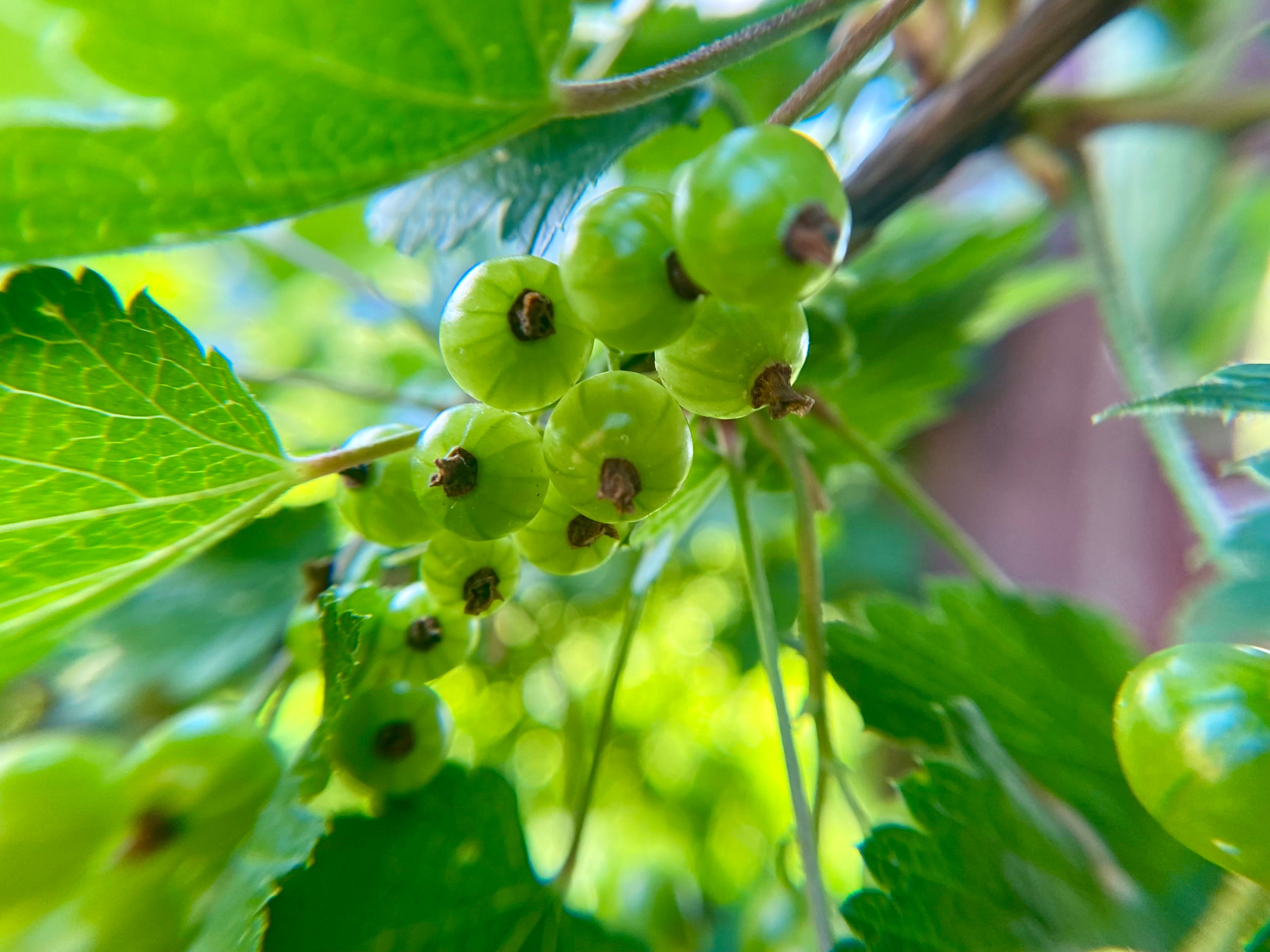 Huge close up of green currants
