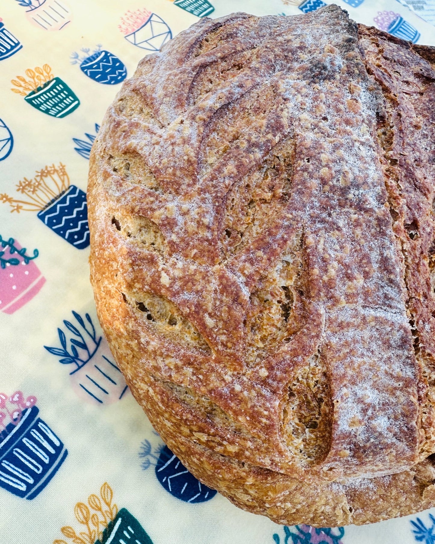 Organic Reusable Beeswax Bread Wrap. Succulent Love - Kula Bee Goods
