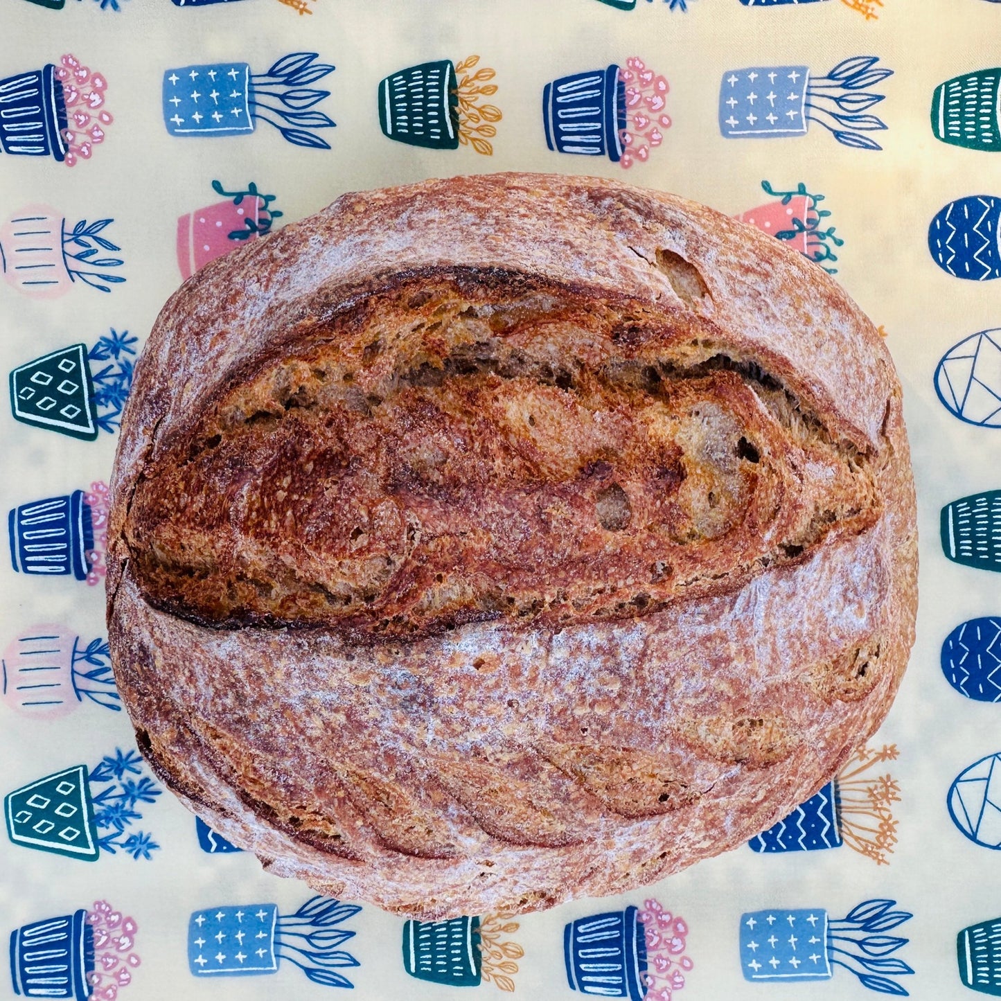 Organic Reusable Beeswax Bread Wrap. Succulent Love - Kula Bee Goods