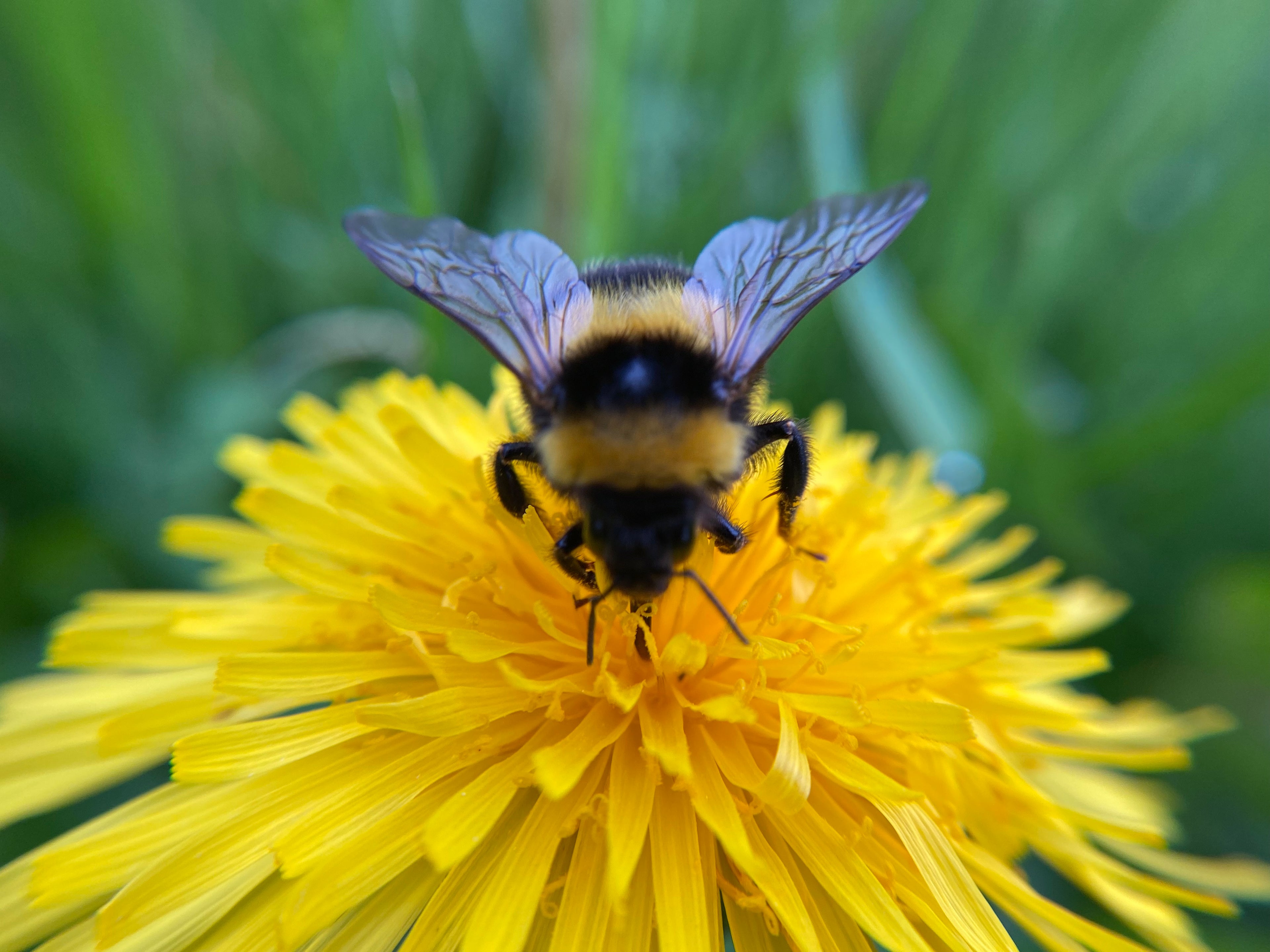 Huge bumble bee on dandelion. Green grass background 